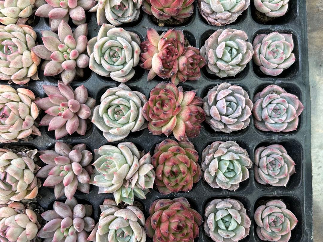 多肉植物 プラグ苗 セル苗 15種類 105個 セット⑰ エケベリア 韓国苗