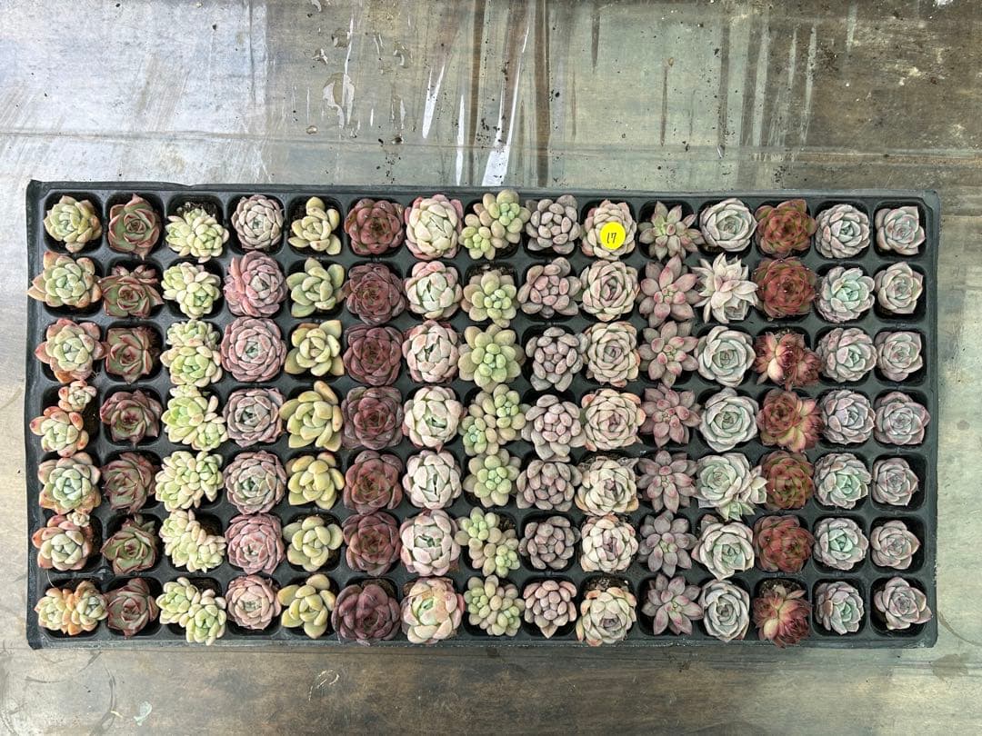 多肉植物 プラグ苗 セル苗 15種類 105個 セット⑰ エケベリア 韓国苗