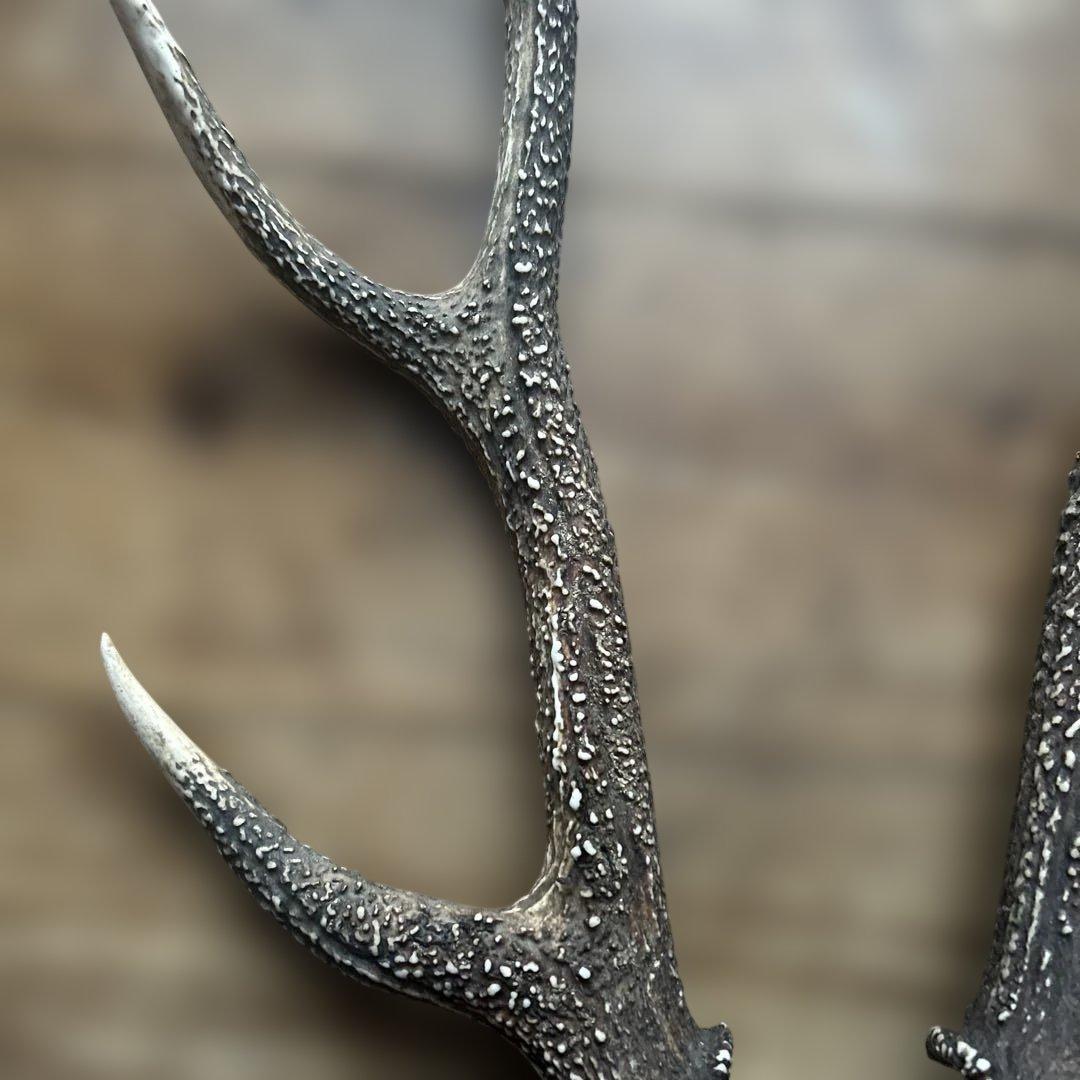 山で拾った鹿の角　２本セット