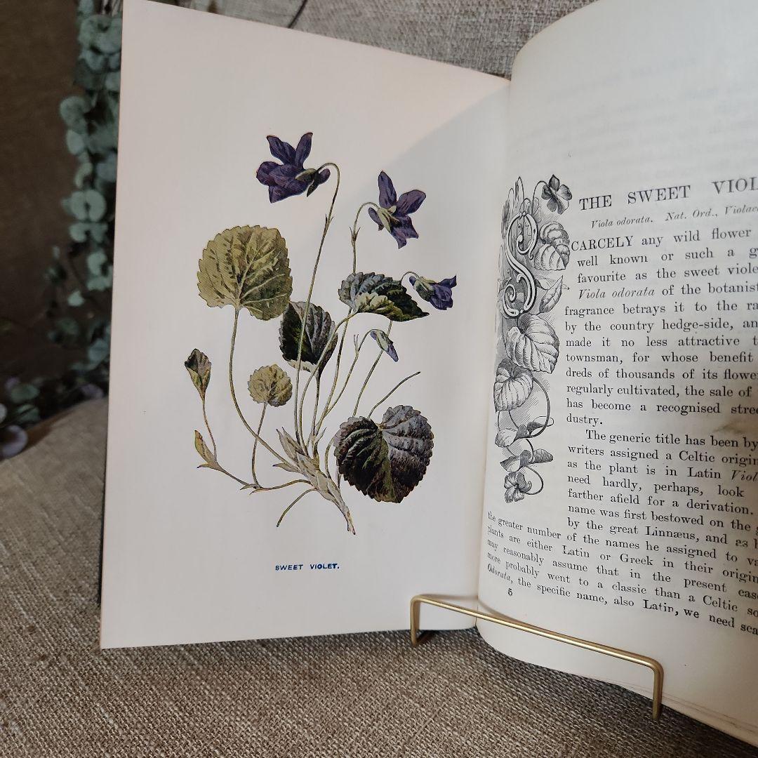 植物図鑑　洋書　古書　アンティーク　Familar Wild Flowers①