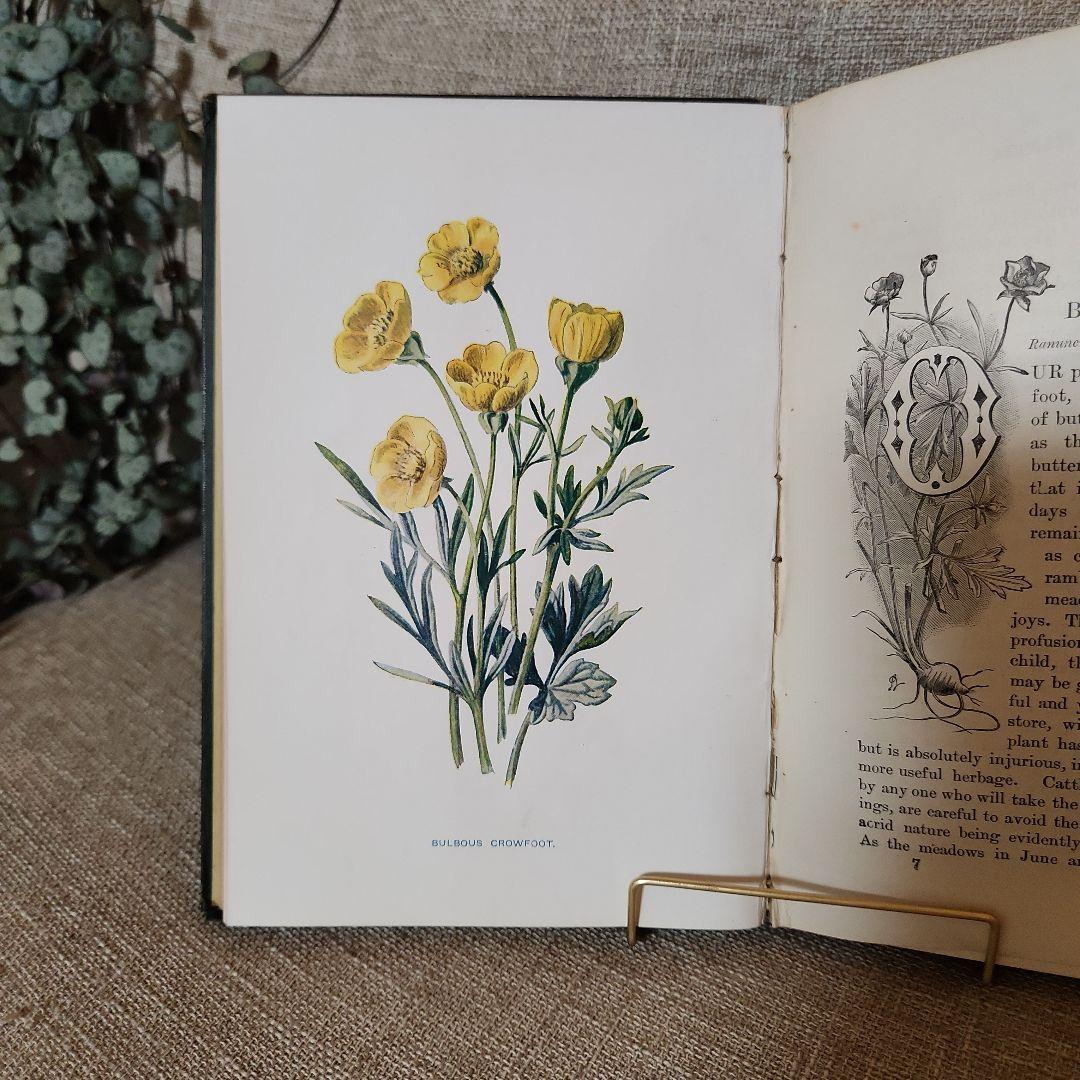 植物図鑑　洋書　古書　アンティーク　Familar Wild Flowers①