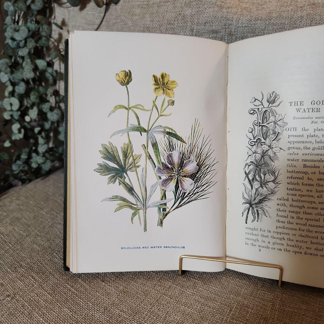 植物図鑑　洋書　古書　アンティーク　Familar Wild Flowers①