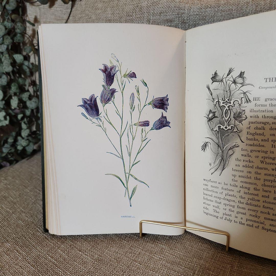 植物図鑑　洋書　古書　アンティーク　Familar Wild Flowers①