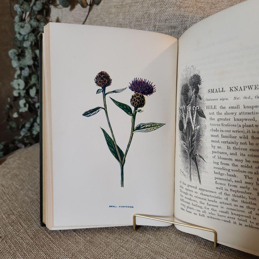 植物図鑑　洋書　古書　アンティーク　Familar Wild Flowers①