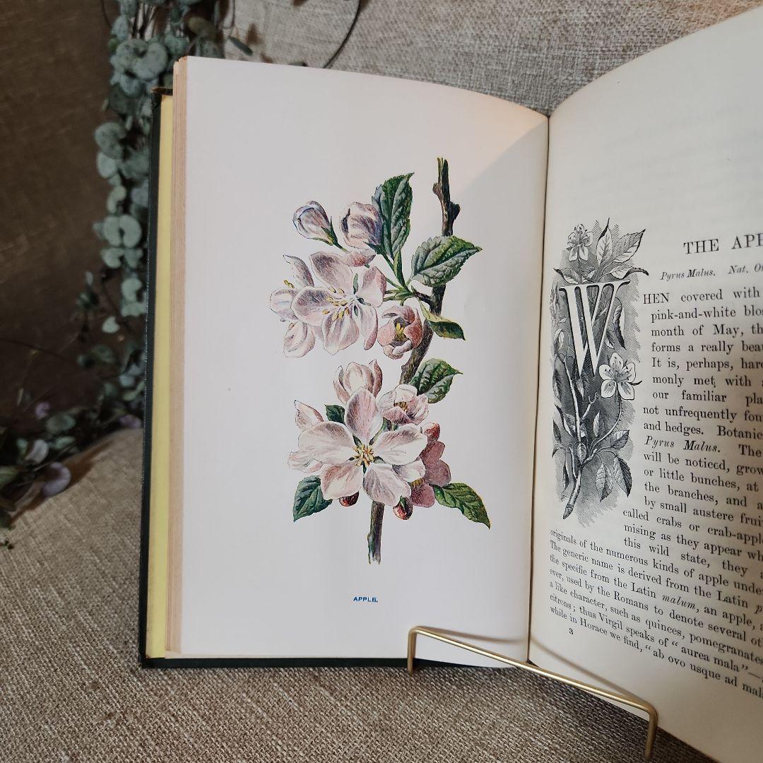 植物図鑑　洋書　古書　アンティーク　Familar Wild Flowers①