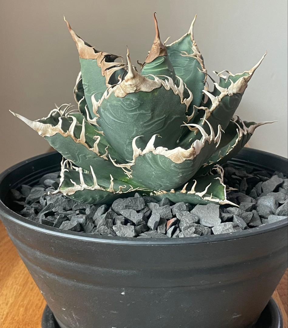 アガベ　チタノタ　シチリア産　オリジナル悪魔君　悪魔くん子株oc