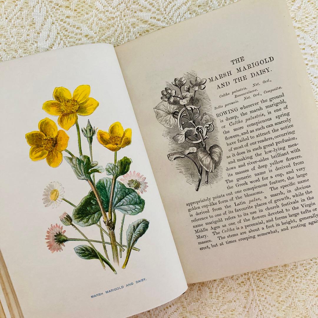 洋書古書　希少　Familiar Wild Flowers　アンティーク植物図鑑