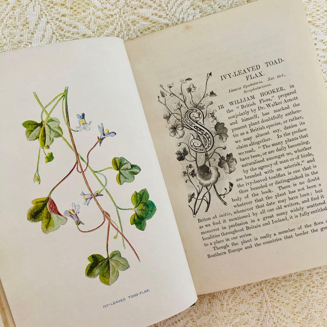 洋書古書　希少　Familiar Wild Flowers　アンティーク植物図鑑