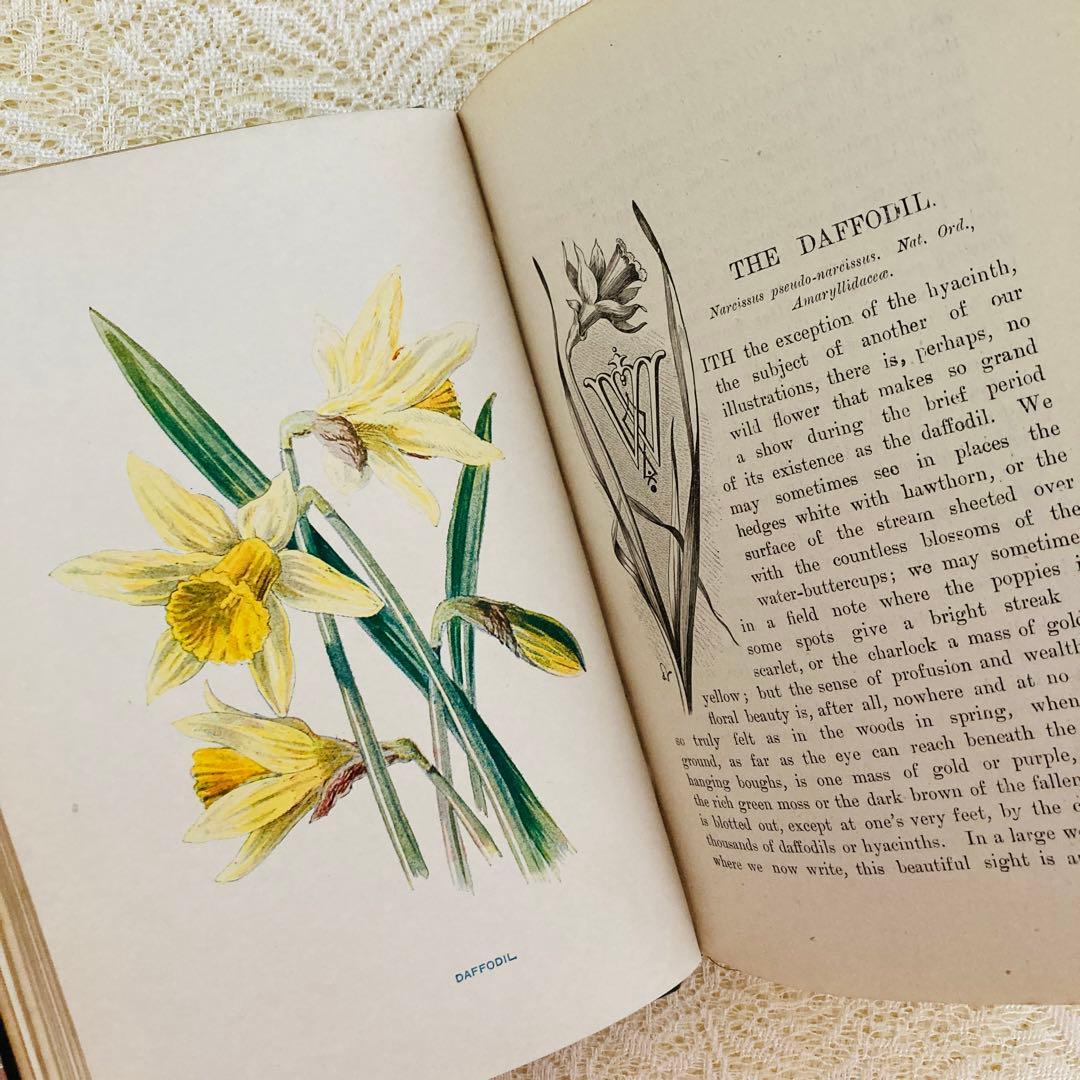 洋書古書　希少　Familiar Wild Flowers　アンティーク植物図鑑
