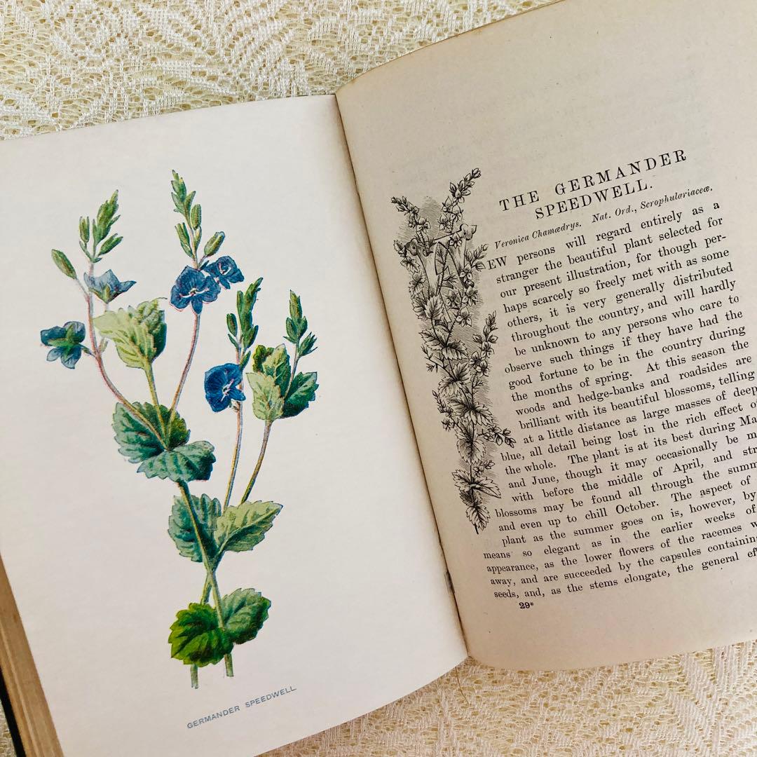 洋書古書　希少　Familiar Wild Flowers　アンティーク植物図鑑