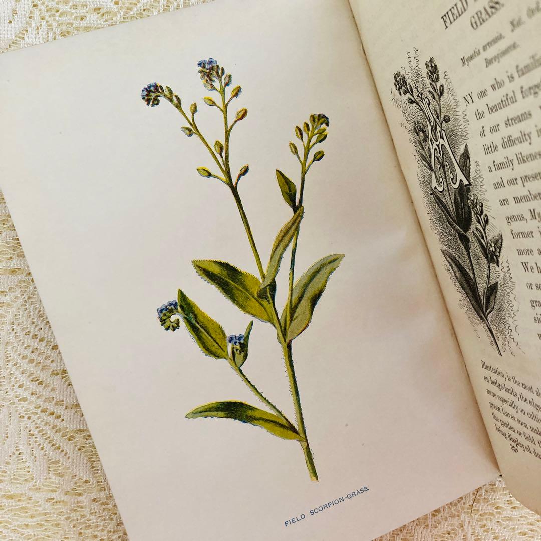 洋書古書　希少　Familiar Wild Flowers　アンティーク植物図鑑