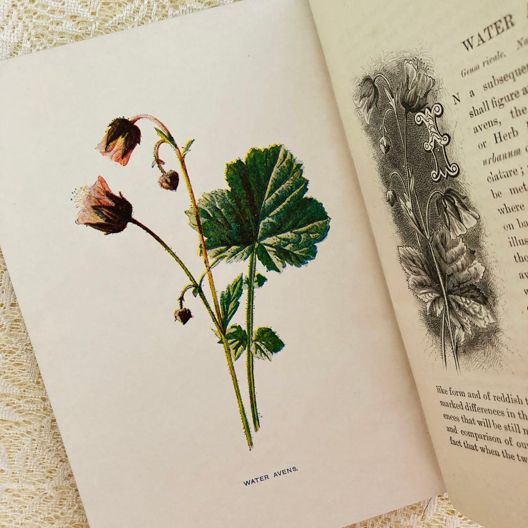 洋書古書　希少　Familiar Wild Flowers　アンティーク植物図鑑