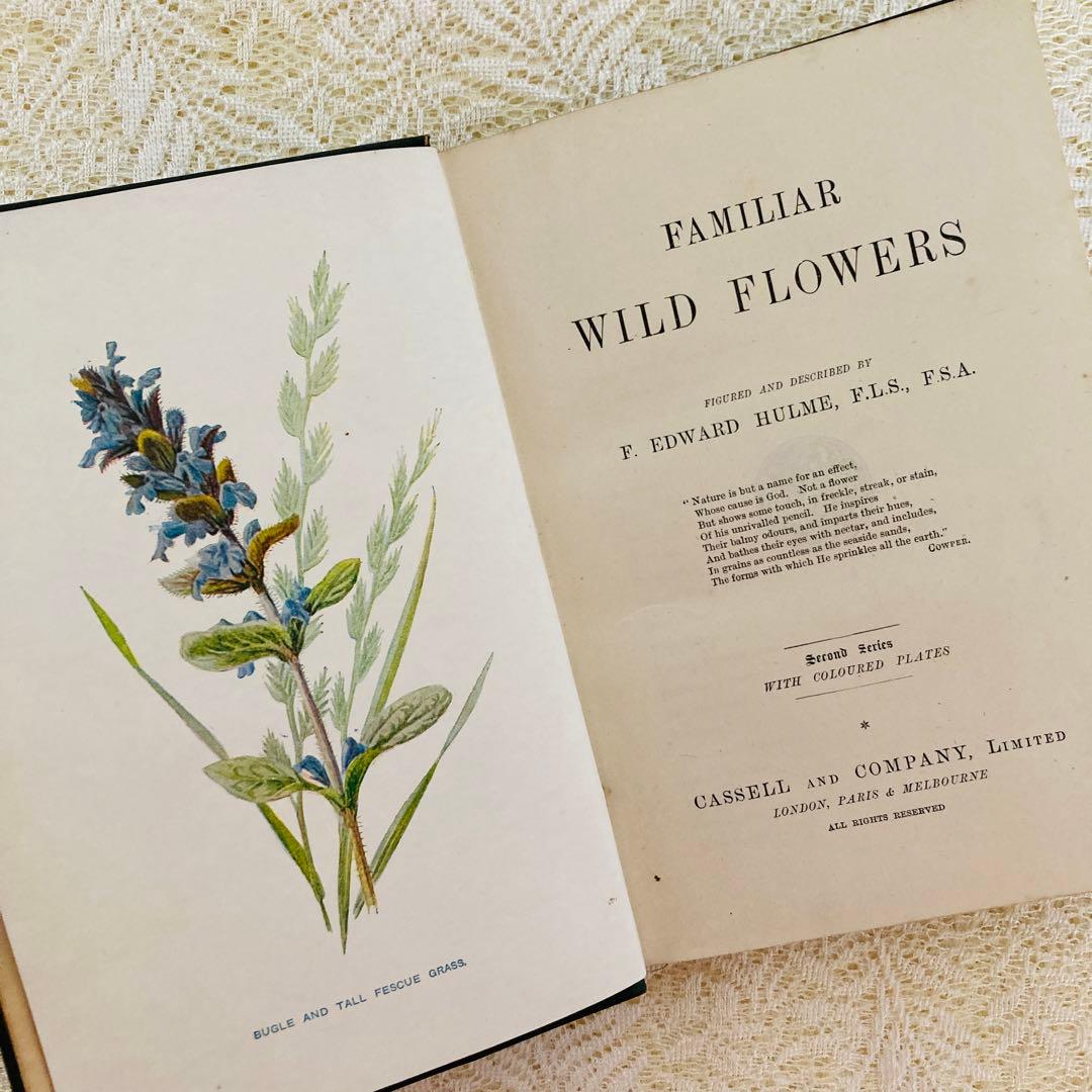 洋書古書　希少　Familiar Wild Flowers　アンティーク植物図鑑
