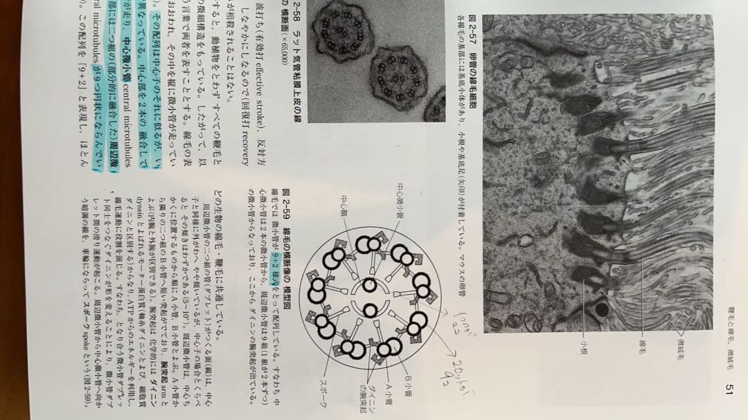 歯学 書籍
