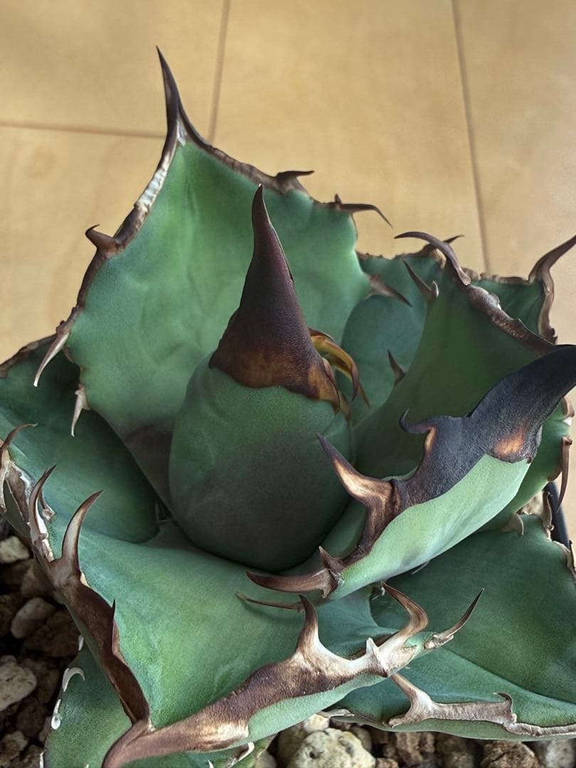 Agave 白犀牛 OC 子株　no.2