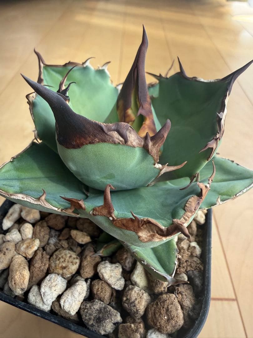 Agave 白犀牛 OC 子株　no.2