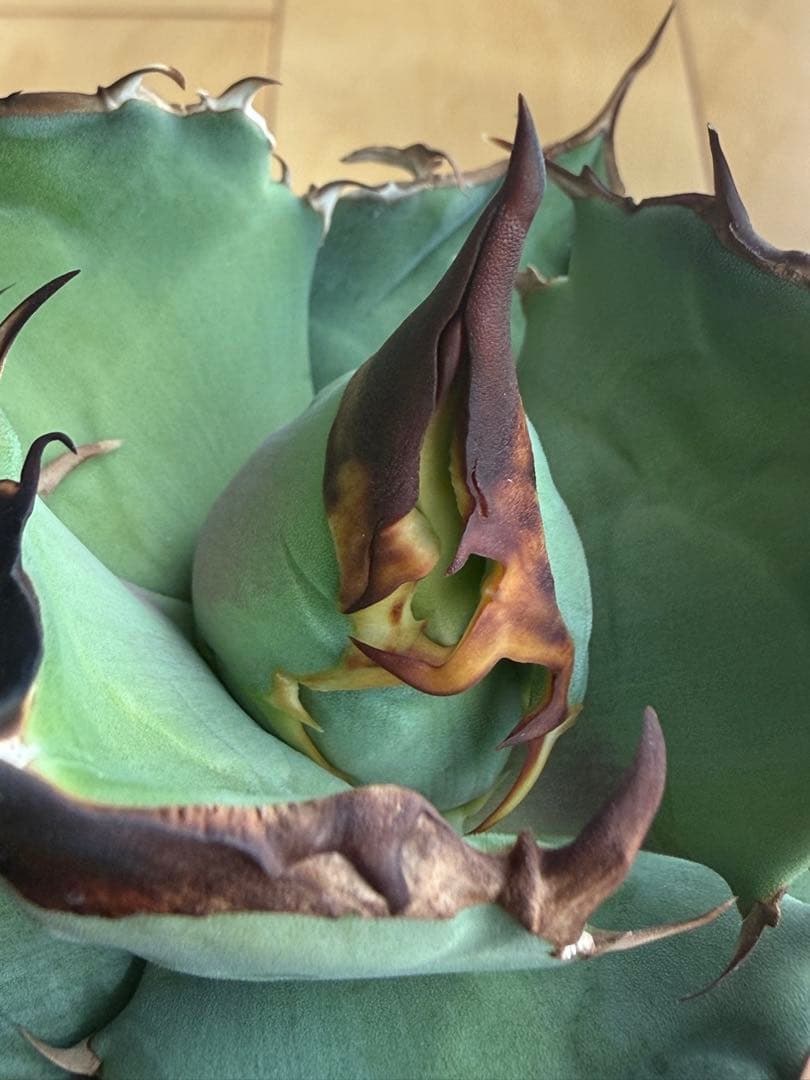 Agave 白犀牛 OC 子株　no.2