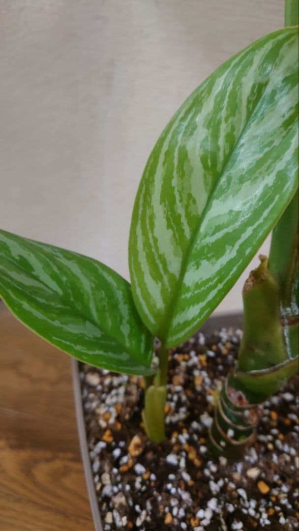 アグラオネマカーティシー　大株　子株付き