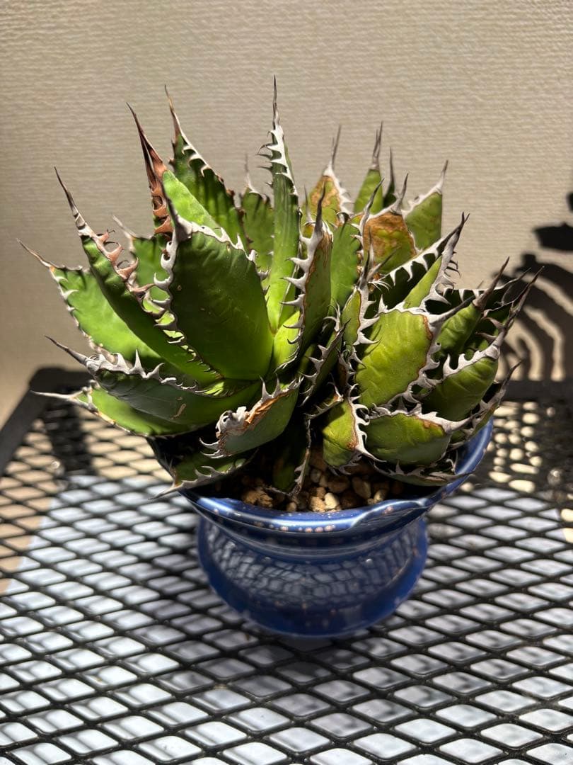 アガベ ホリダ 極上株 強刺 球状株 三頭株 Agave horrid