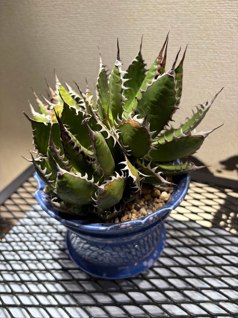 アガベ ホリダ 極上株 強刺 球状株 三頭株 Agave horrid
