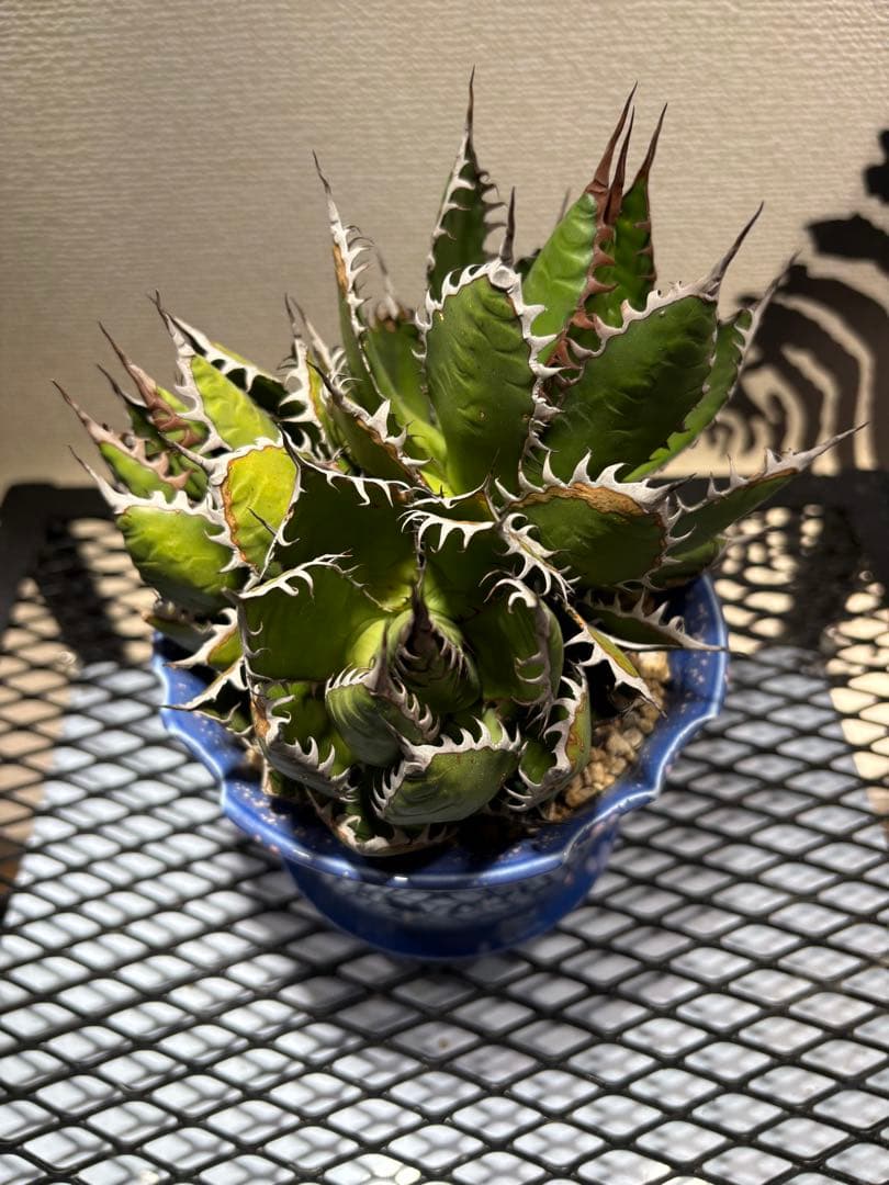 アガベ ホリダ 極上株 強刺 球状株 三頭株 Agave horrid