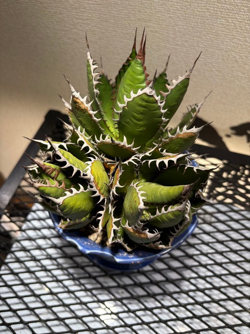 アガベ ホリダ 極上株 強刺 球状株 三頭株 Agave horrid
