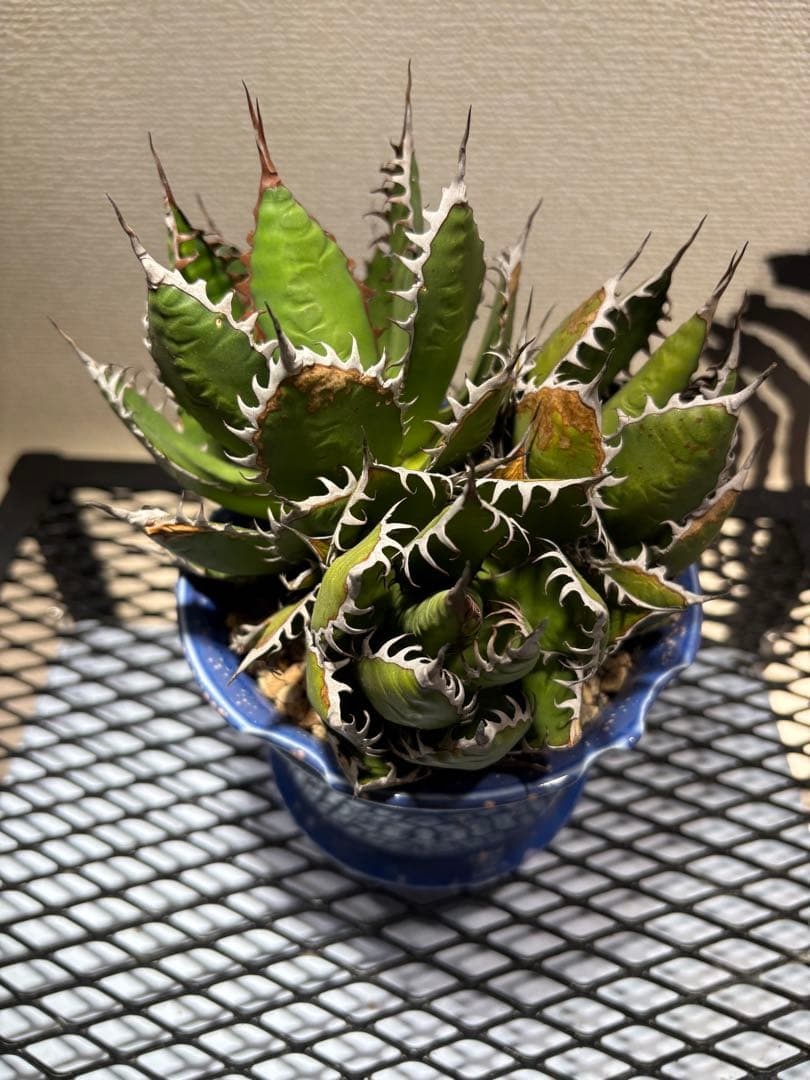アガベ ホリダ 極上株 強刺 球状株 三頭株 Agave horrid