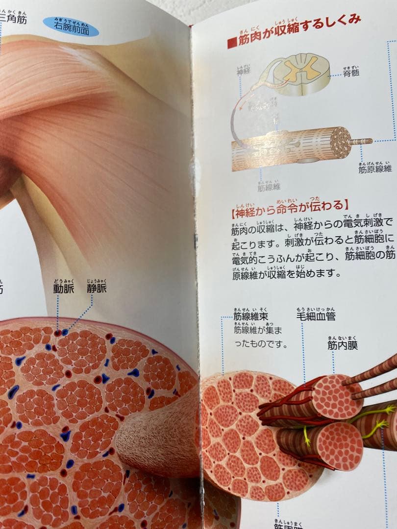 小学館の図鑑NEOシリーズ 9冊セット