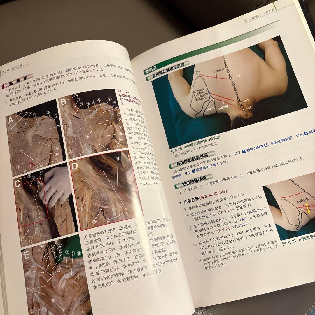 骨格筋の形と触診法 第二版