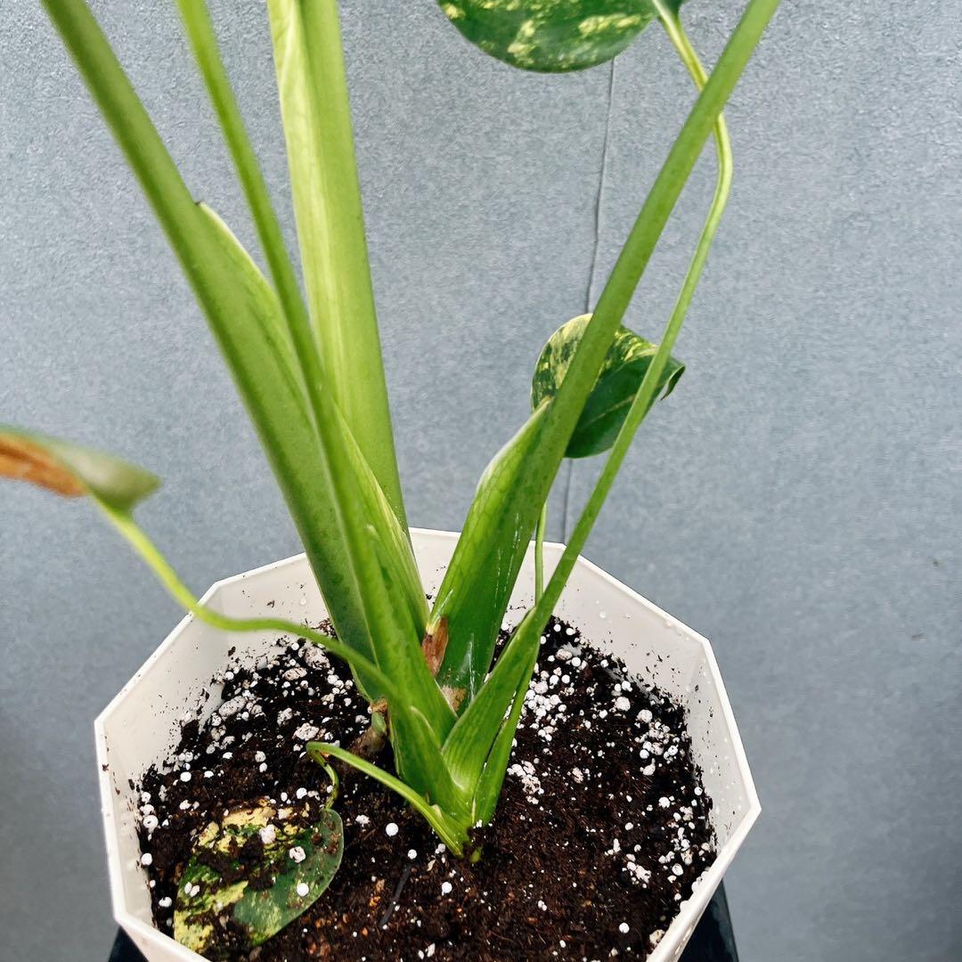 ［現品］【希少】R モンステラ　ボルシギアナ　オーレア　5号　観葉植物　レア