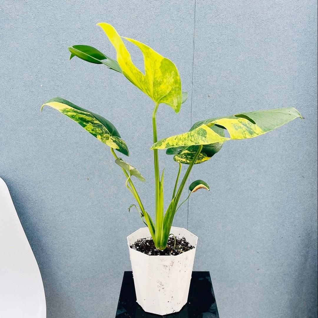 ［現品］【希少】R モンステラ　ボルシギアナ　オーレア　5号　観葉植物　レア