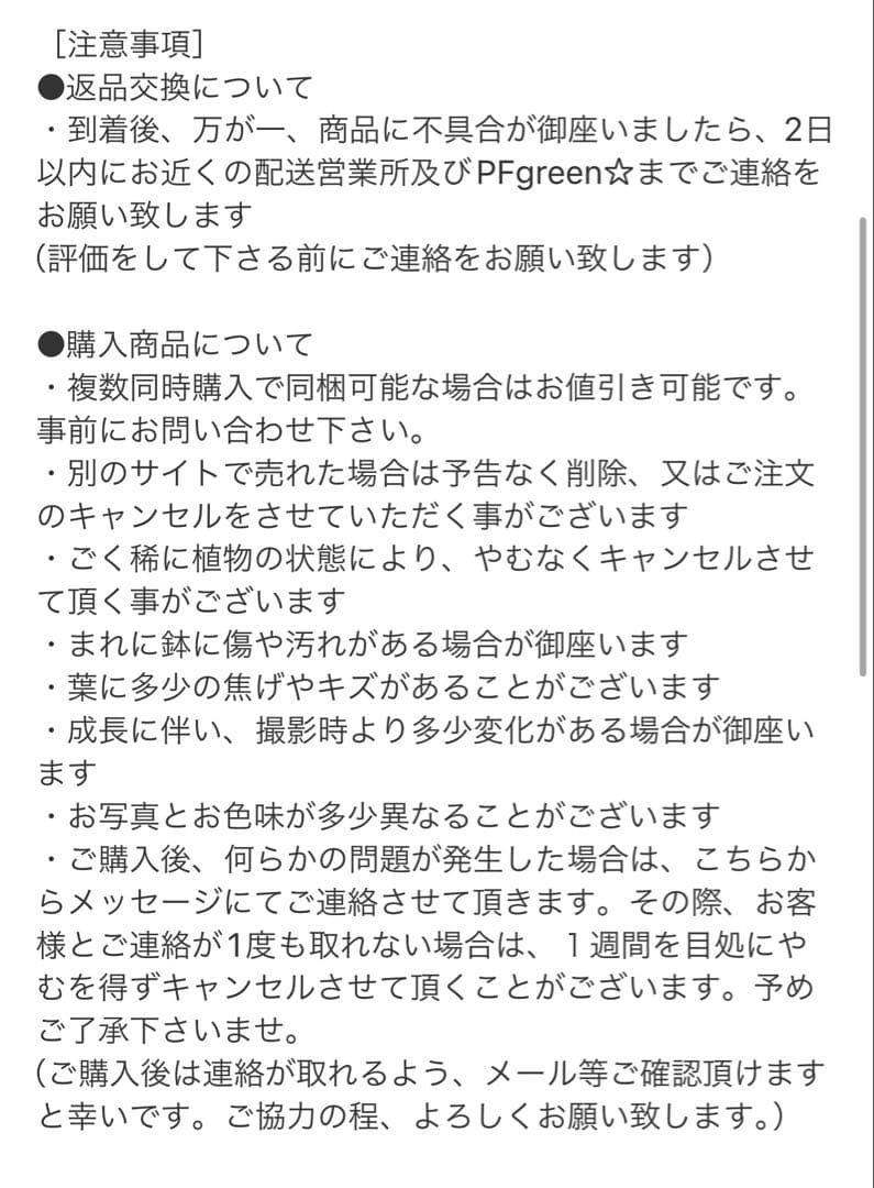 ［現品］【希少】R モンステラ　ボルシギアナ　オーレア　5号　観葉植物　レア