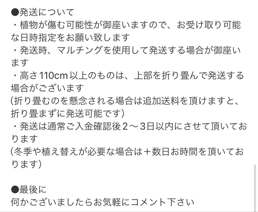 ［現品］【希少】R モンステラ　ボルシギアナ　オーレア　5号　観葉植物　レア