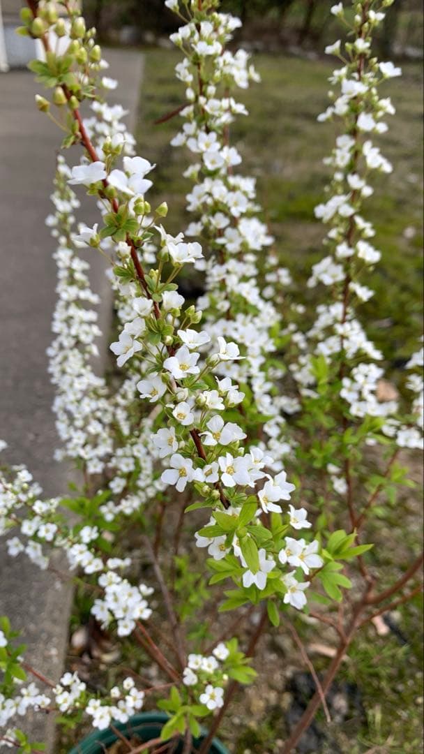 雪柳（ユキヤナギ）大苗木 開花中