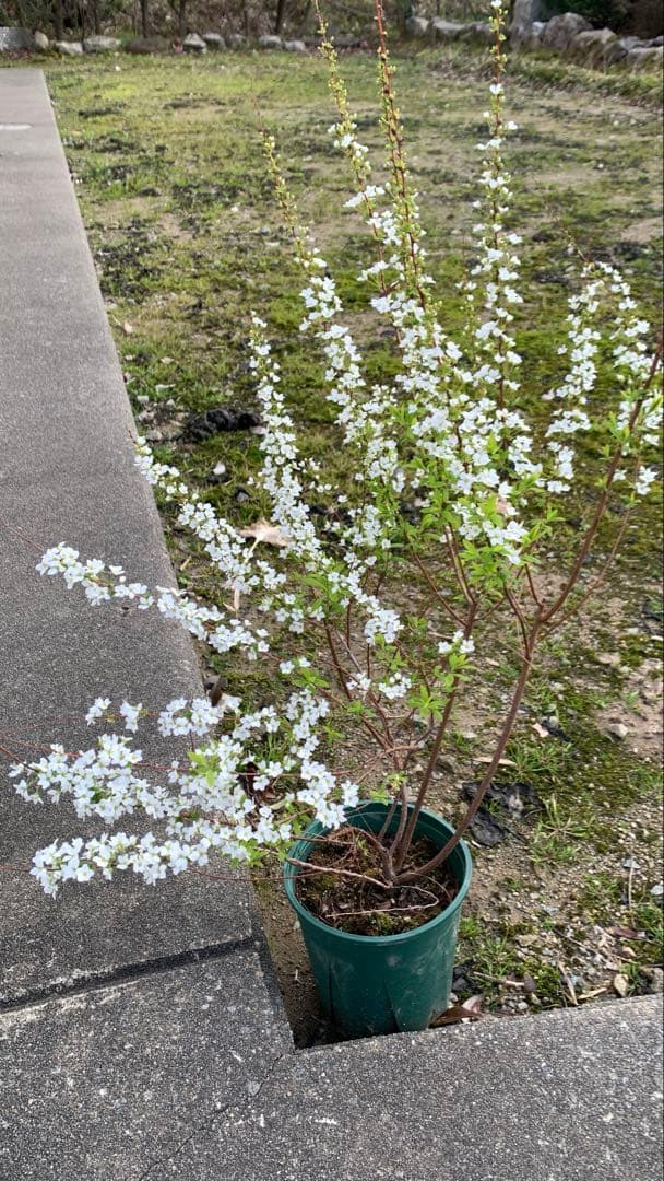 雪柳（ユキヤナギ）大苗木 開花中