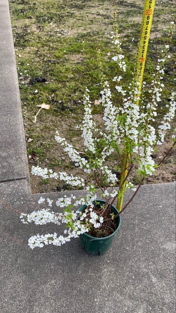 雪柳（ユキヤナギ）大苗木 開花中