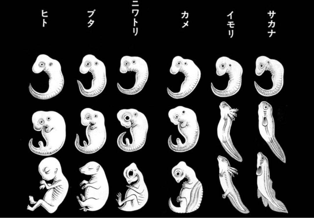 わたしの赤ちゃん 日野日出志