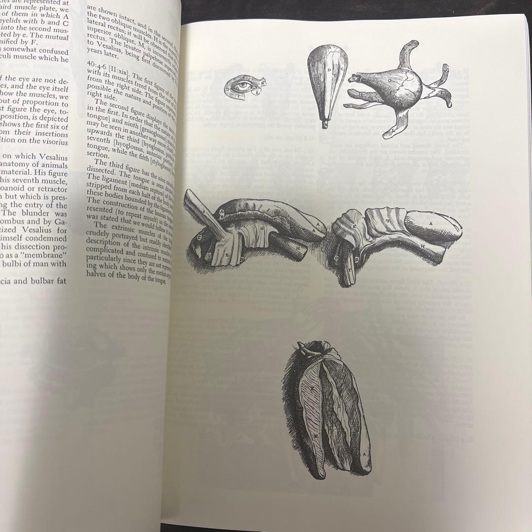 ANDREAS VESALIUS 解剖学イラスト