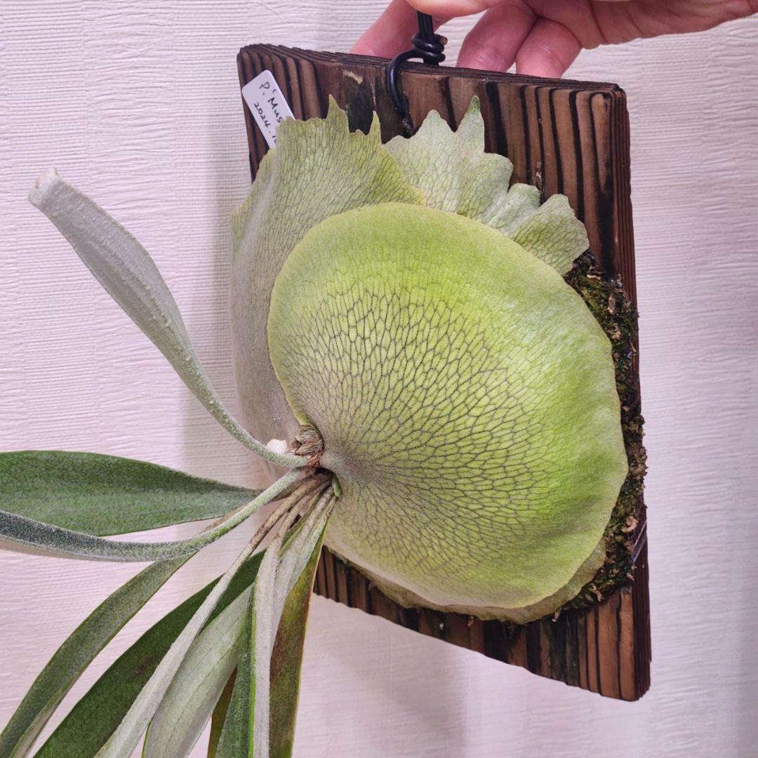 ムーサンキングOC子株　P.Musang King　ビカクシダ　オリジナル