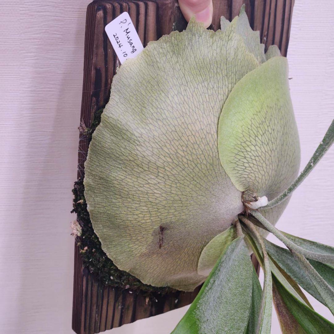 ムーサンキングOC子株　P.Musang King　ビカクシダ　オリジナル