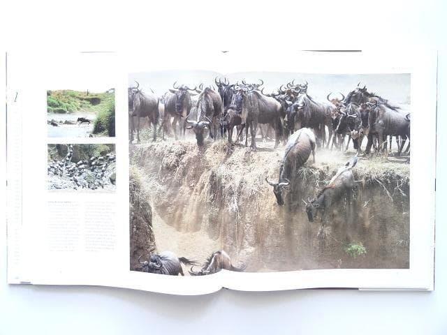 洋書◆ケニアの写真集 本 アフリカ サバンナ 自然 動物 ライオン フラミンゴ
