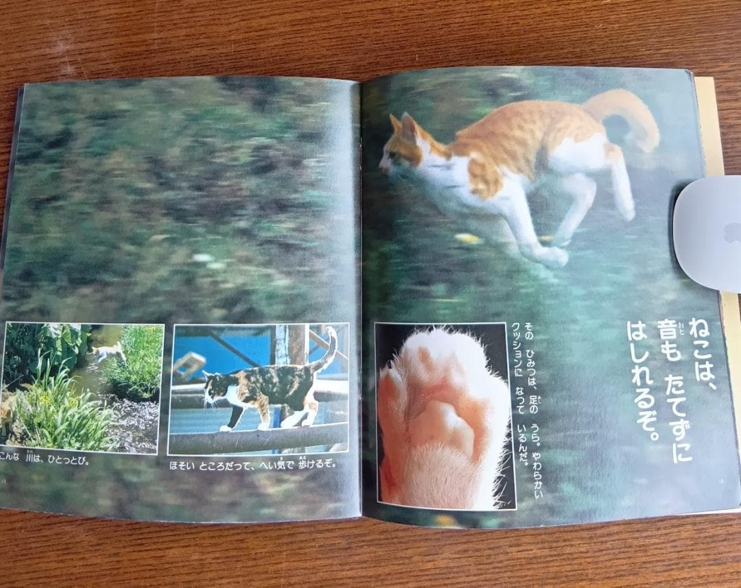 ねこ 小学館こども文庫　科学シリーズ　⑨ (1982年)
