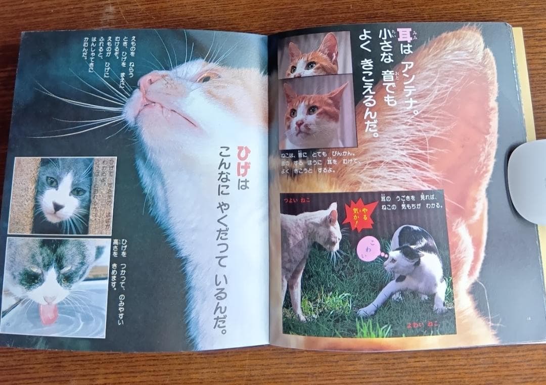 ねこ 小学館こども文庫　科学シリーズ　⑨ (1982年)
