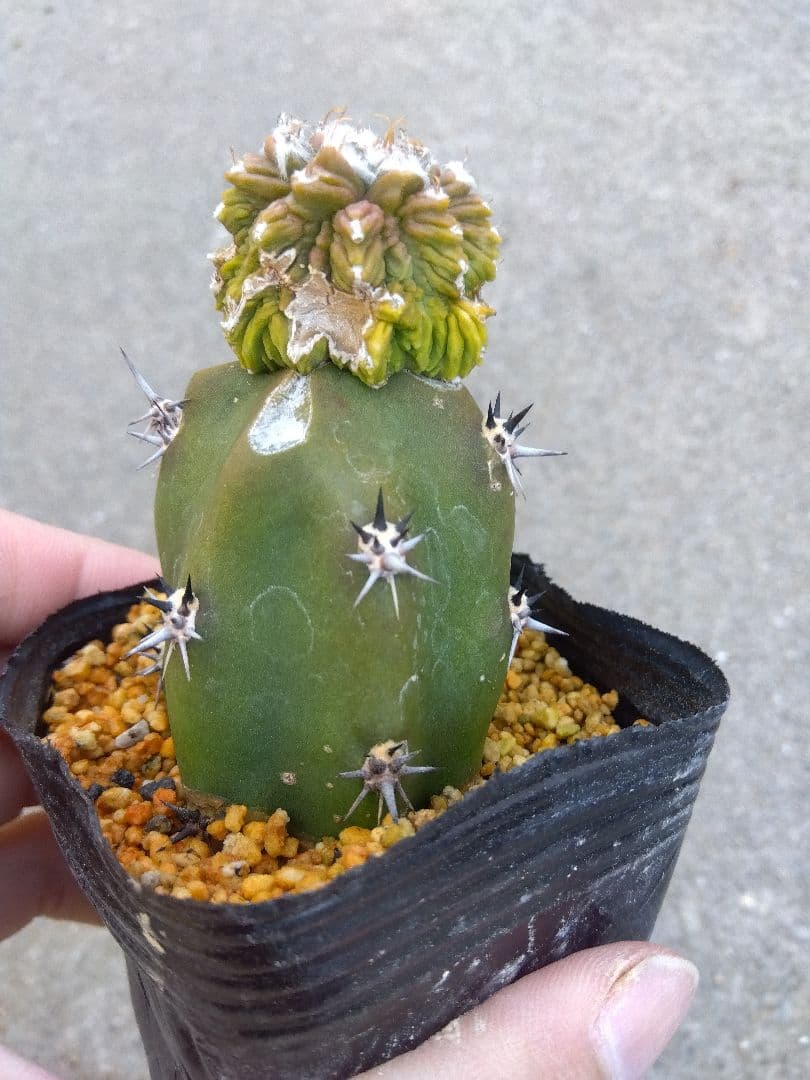 アズテキウム　花籠　2.5号ポットつき　接木　③