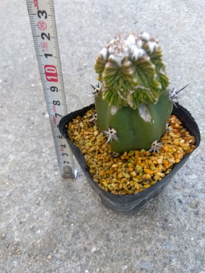 アズテキウム　花籠　2.5号ポットつき　接木　③
