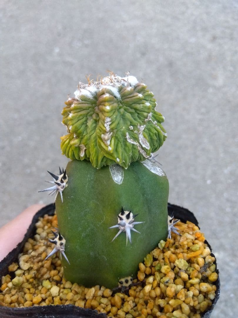 アズテキウム　花籠　2.5号ポットつき　接木　③