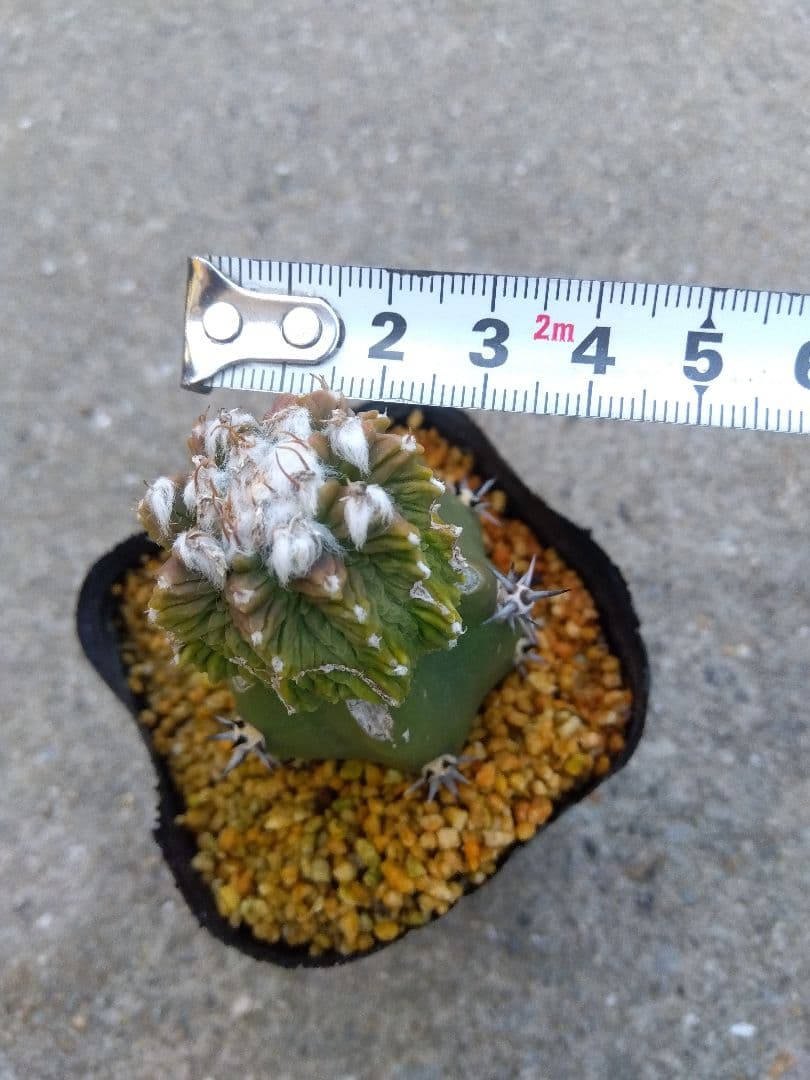 アズテキウム　花籠　2.5号ポットつき　接木　③