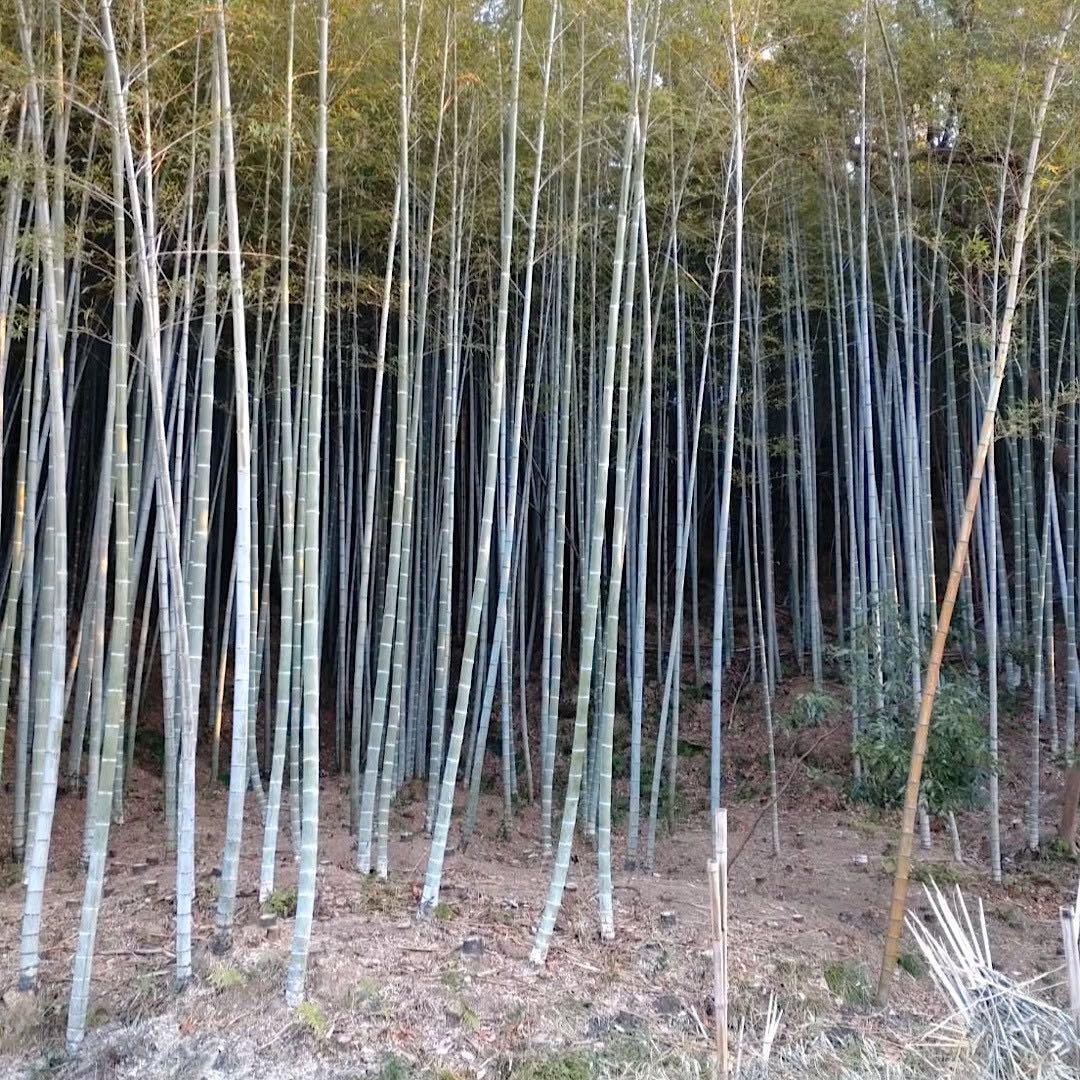 【Olive**プロフ御一読ください**】門松　天然竹　６本 【2】