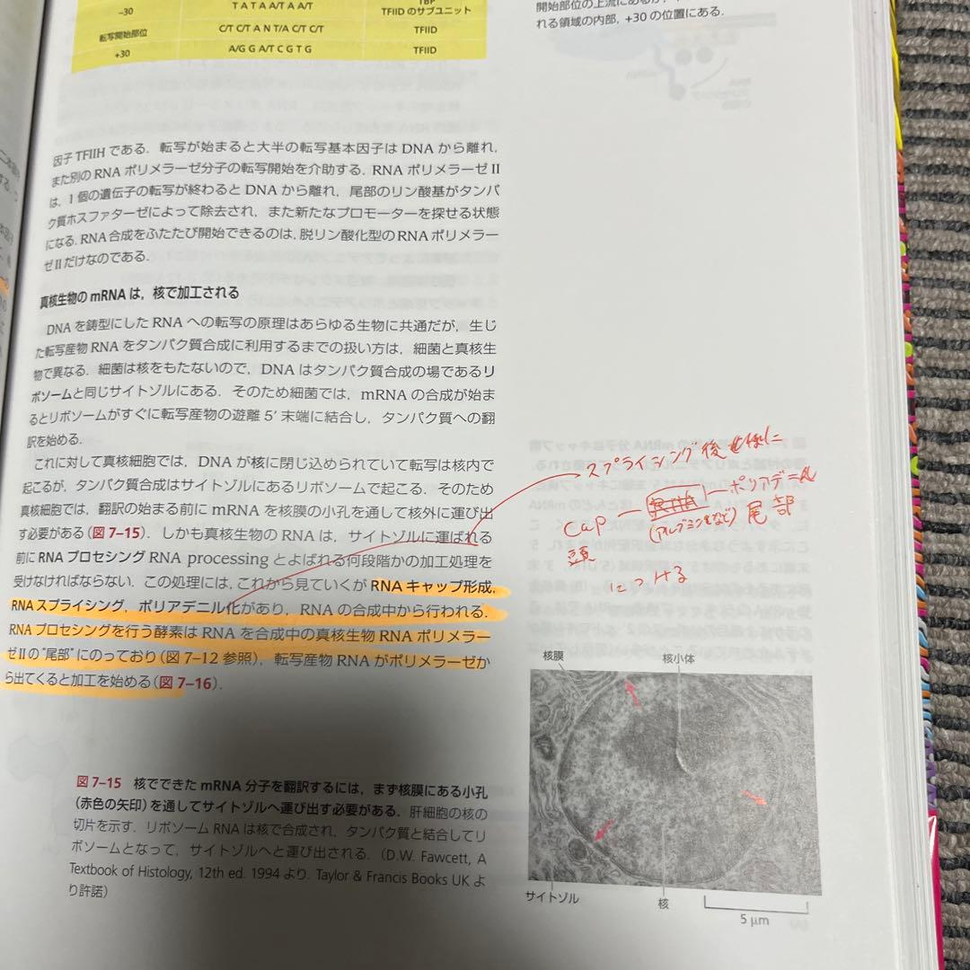 Essential細胞生物学 五訂版