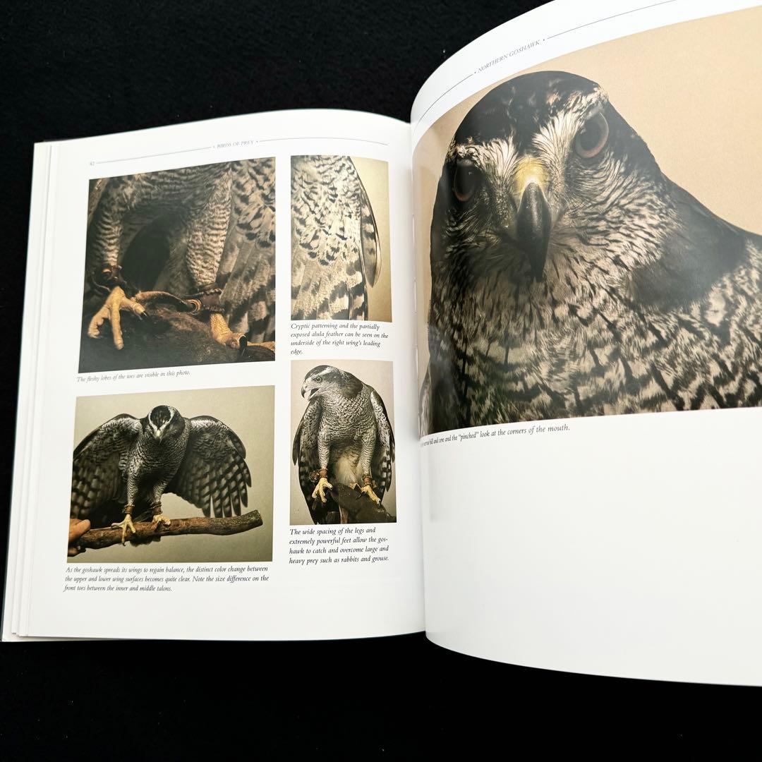 タカ ハヤブサなど猛禽類 写真集「Birds of Prey」フロイド・ショルツ